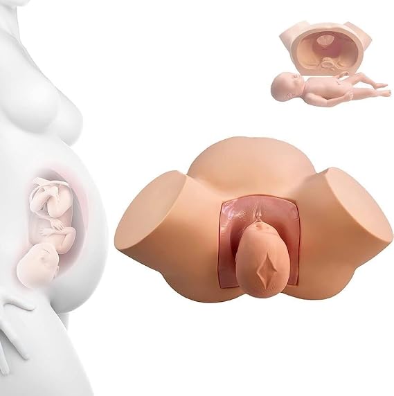 Fetal Position Delivery Manikin Teaching Model Childbirth Demo Midwifery Training Simulator, Female Pelvic Fetus Model Normal Abnormal