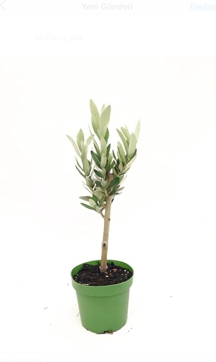 Minyatür Zeytin Ağacı