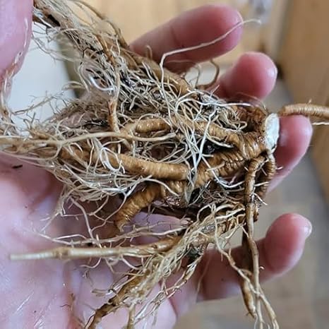 Perennial&Colorful Hosta Bulbs for Planting Now UK/Brilliant Hosta Rhizome/Excellent Display/Strong Plants that Grow Well/Low Maintenance-4bulbs-B