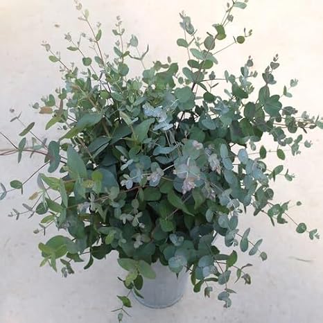 100pcs Green Eucalyptus Plant Seeds