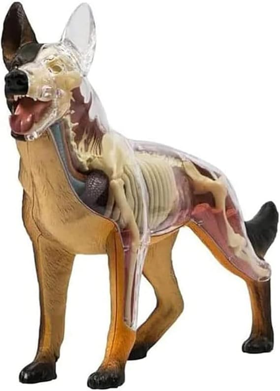 Didactic Animal Skeleton Model, 4D Canine Anatomy Model With Anatomical Biology, 29 Pieces Animal Demonstration, Skeleton Model Veterinary Training