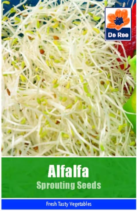 Alfalfa Sprouting Seeds - 1240 Seeds Vegetable Grow Your Own Garden