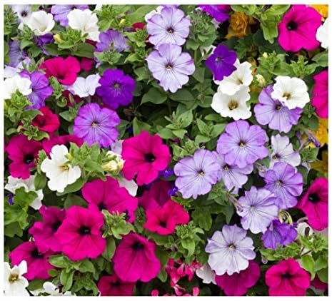 PREMIER SEEDS DIRECT - Petunia Seeds - Balcony Mix (Trailing) (0.6 Grams - 4800 Seeds)