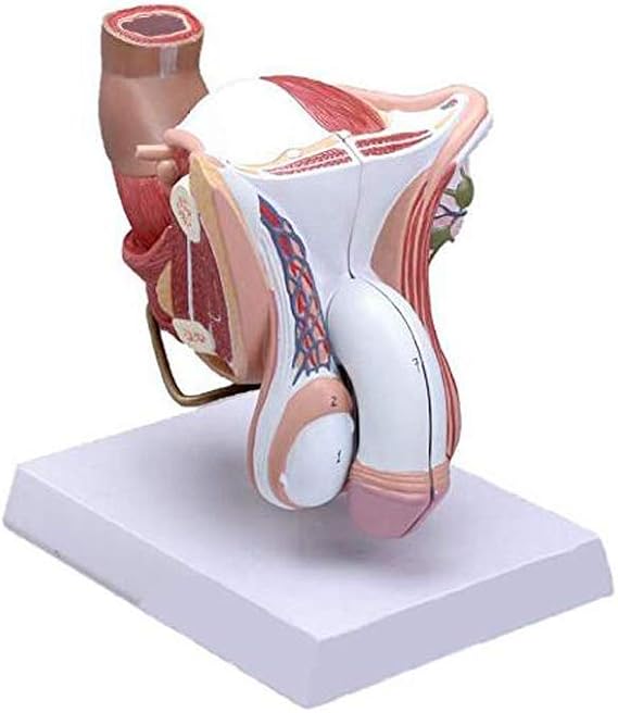 Assembly model Human Male Organ Anatomical Model Anatomy Science Teaching Natural Life Size 4 Part research
