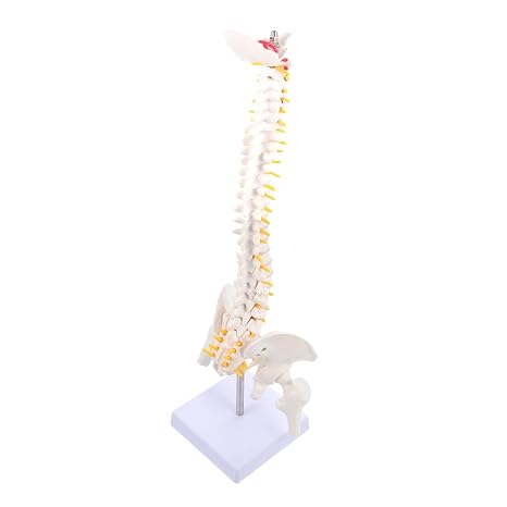 Spine Model Human Anatomy Vertebral Column Bone Structure for Hospital Doctor Practice Training Spine Model for Education Scenario