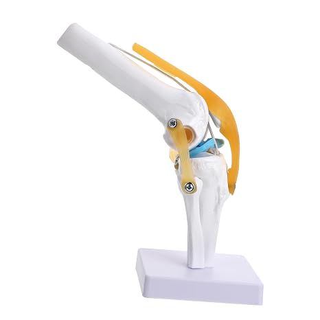 Teaching Model Human Knee Joint Anatomy Model 1:1 Life Size with Realistic Motion and Abduction Function for Patient Education and Anatomical Study