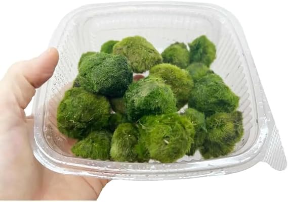 Marimo Moss Ball Selection - Mix of 20 Chladoflora Balls for Freshwater Aquariums