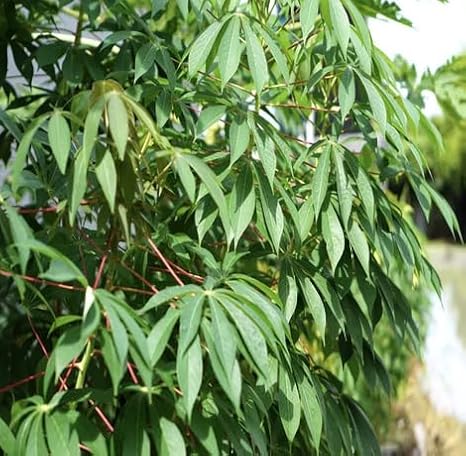 40pieces Green Cassava Plant Seeds