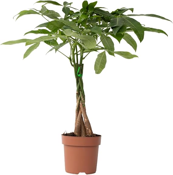 Plant in a Box - Pachira Aquatica - Height 60-70cm - Money Tree - Real Indoor houseplant - Green air Purifying Plant - Pot 17cm