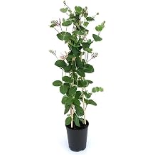 Kokulu Hanımeli Çiçeği 1 Adet Saksılı/Tüplü 40-70Cm Sarmaşık Bitki, BTS060624NA16
