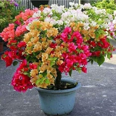 80pieces Mixed Bougainvillea Flower Seeds