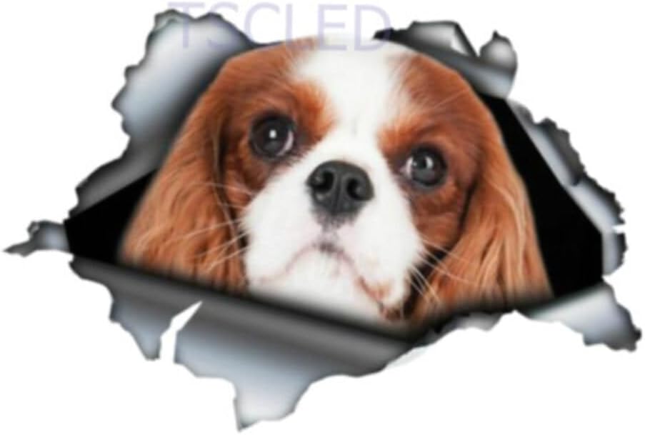 TSC Cavalier King Charles Pet Araba Çıkartmaları Çok Renkli STICKER-1A-25, STICKER-1A-25