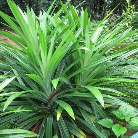 50pcs Pandanus amaryllifolius Plant Seeds