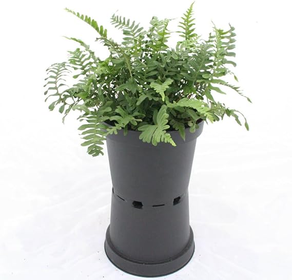 Polypodium vulgare - Resilient UK Native Fern for Rock Walls & Borders, Hardy Evergreen with Ladder-Like Foliage, Ideal for Sun to Shade, Spreading Rhizomes - 1X or 3X 9cm Pots by Thompson and Morgan