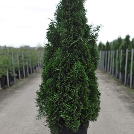 Thuja occidentalis 'Smaragd' – RHS AGM Award-Winning Evergreen Conifer, Slow-Growing, Upright, Dark Green Foliage, Ideal for Hedges & Specimen Trees - 1x 1 Litre Potted Plant by Thompson & Morgan