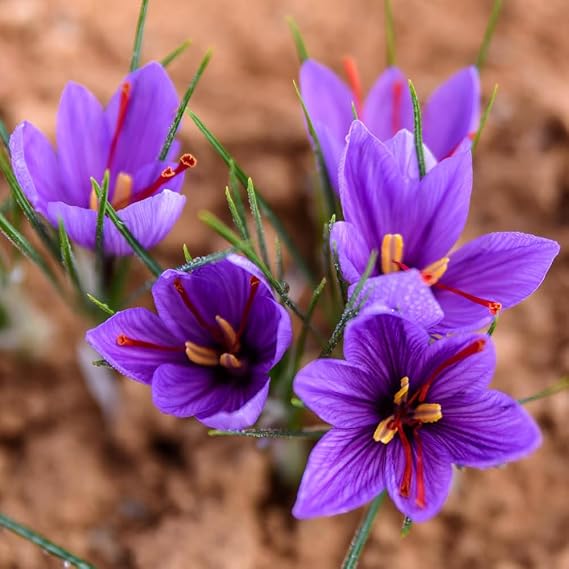 YouGarden Saffron Crocus, Crocus sativus, 20 x Bulbs Size 9/10, Fragrant Autumn Flowers, Ready to Plant, Garden Colour