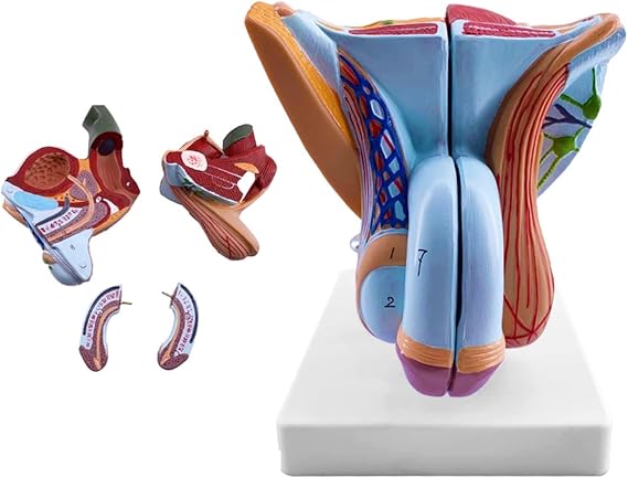 NZPOST Human Anatomical Model, Reproductive Male Organ Model - Human Anatomy Male Perineum Model - for Medical School Teachin