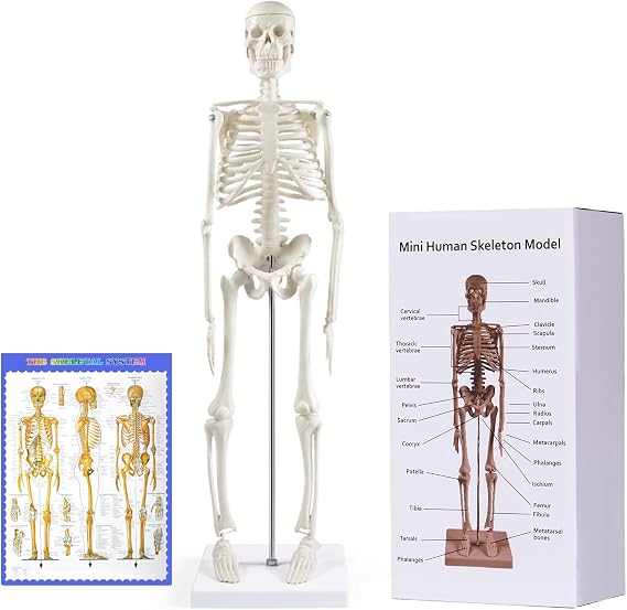breesky Anatomi için İnsan İskeleti Modeli: Hareketli Kollar ve Bacaklar ile 17" İnsan İskeleti Modeli - Çalışma ve Teşhir için Bilimsel Model