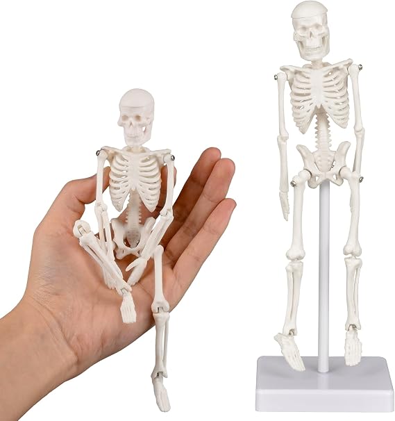 Ultrassist Mini Human Skeleton Model, 7.8" Movable Anatomy Skeleton, Adult & Kids Teaching Tool, Decoration