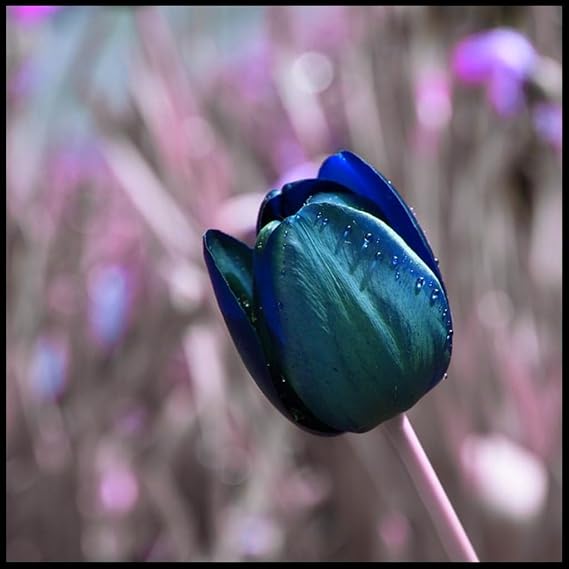 Greening Flower, Excellent Display, Good for Containers,Natural Organic, Cut Flowers, Tulip Bulbs for Planting -5 Bulbs-D