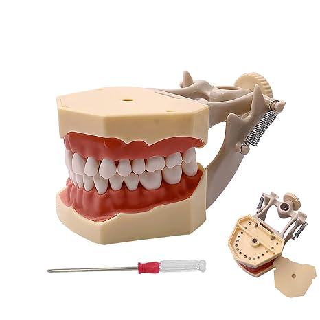 TM-460 Anatomy Typodont Educational Model with 32pcs Removable Teeth for Teaching and Study