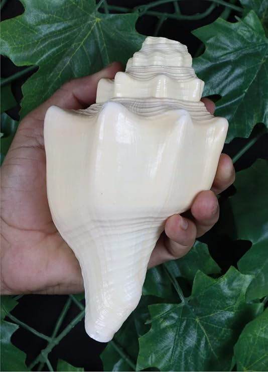 ASHIRWAD Blowing Shankh Vamavarti Dattatreya - Original Natural Color Conch Shell - Puja Ritual - Shankh - Shankhnaad… (8.5 inch)