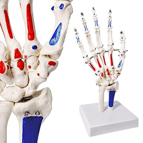 EVOTECH SCIENTIFIC Hand Skeleton Model W/Muscles Insertions&Origins Painted