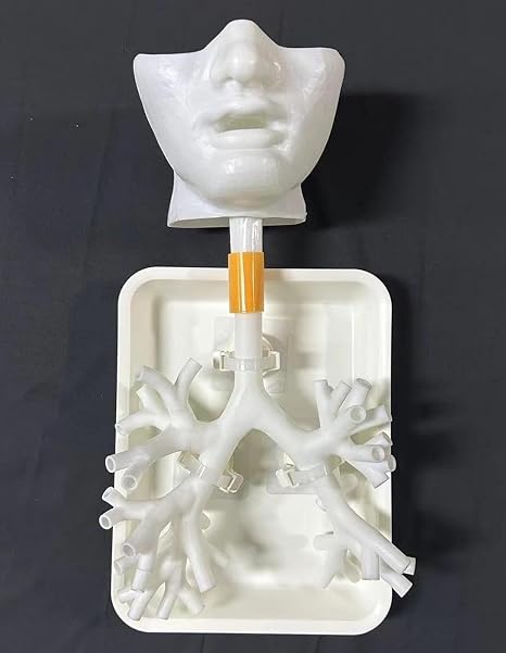 Bronchoscopy Training Model, Bronchoscope Bronchial Tree Anatomy Model Fiber Bronchial Set for Doctor Teaching Nursing Learning