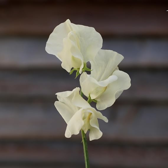 PREMIER SEEDS DIRECT - Sweet Pea Seeds - ICE Cream (40 Seeds)