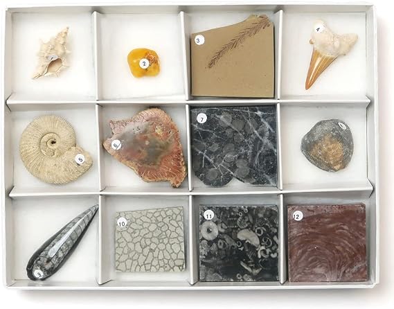 12 new fossil specimens