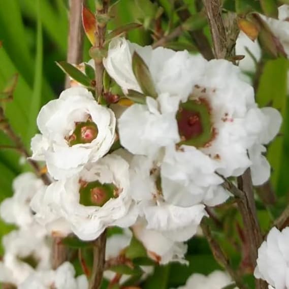 Tea Tree 'Snow Flurry'. 9cm Plant x2. Arching Shoots and Striking Double White Flowers. Leptospermum. Available from Bedwen Plants