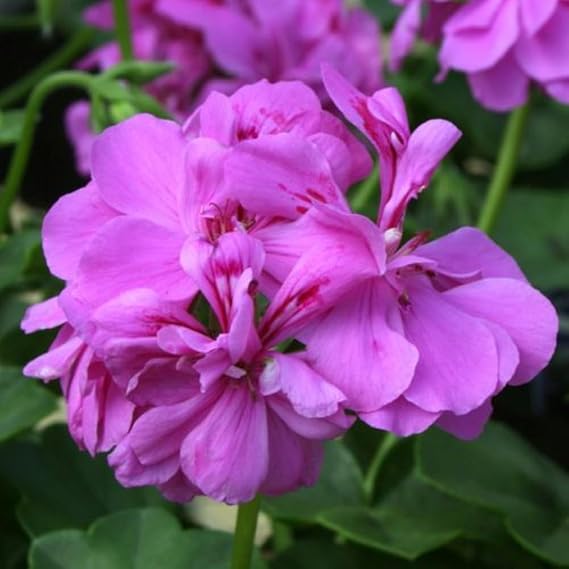 Geranium Ivy Leaf 'Amelit' X5 Plug Plants