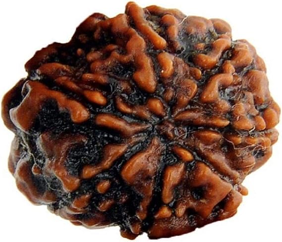 Natural Original Rudraksh 7 Mukhi Nepal Rudraksha Collector 25mm-26mm for Men & Women Loose Rudraksha Beads Lab Certified Rudraksha Nepali Rudraksha