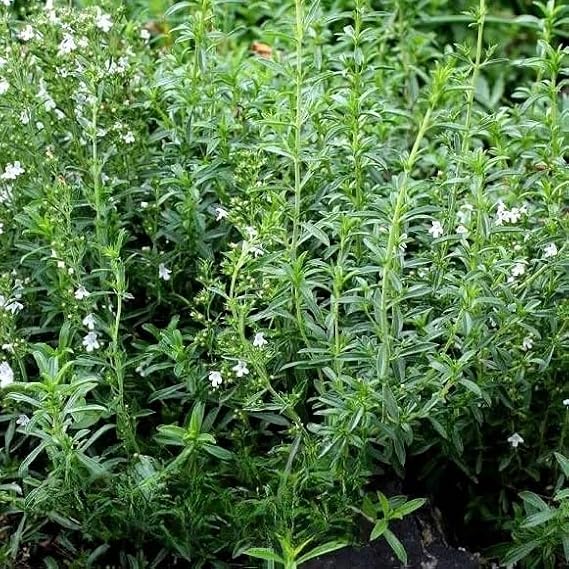 2000 Summer Savory Seeds – Satureja hortensis – Aromatic Culinary Herb, Fast Growing Annual – Free Plant Tag