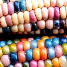 Corn Multicoloured hybrids Flint 35 Seeds + Plant tag + Freebie - Ornamental Corn Maize - Zea Mays