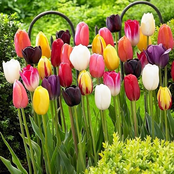 Tulip Bulbs,Flowering Rhizome,Excellent Display,Hardy Perennial,Iridescent,Tulip Bulbs Mix,Tulip Tubers UK,Good for Containers,Cut Flowers,Greening Flower,Balcony Garden Bulbs.-8Bulbs-F