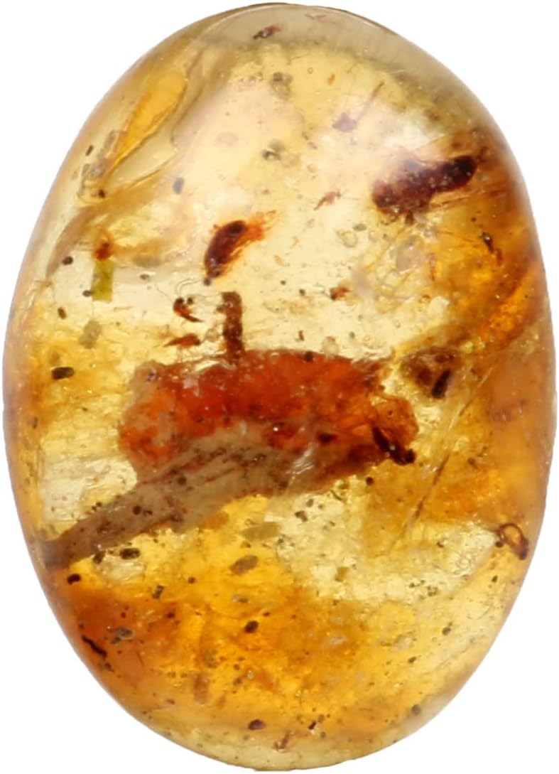 Real-gems 純正ミャンマー琥珀石 楕円形 化石昆虫入り, S, 宝石, アンバー