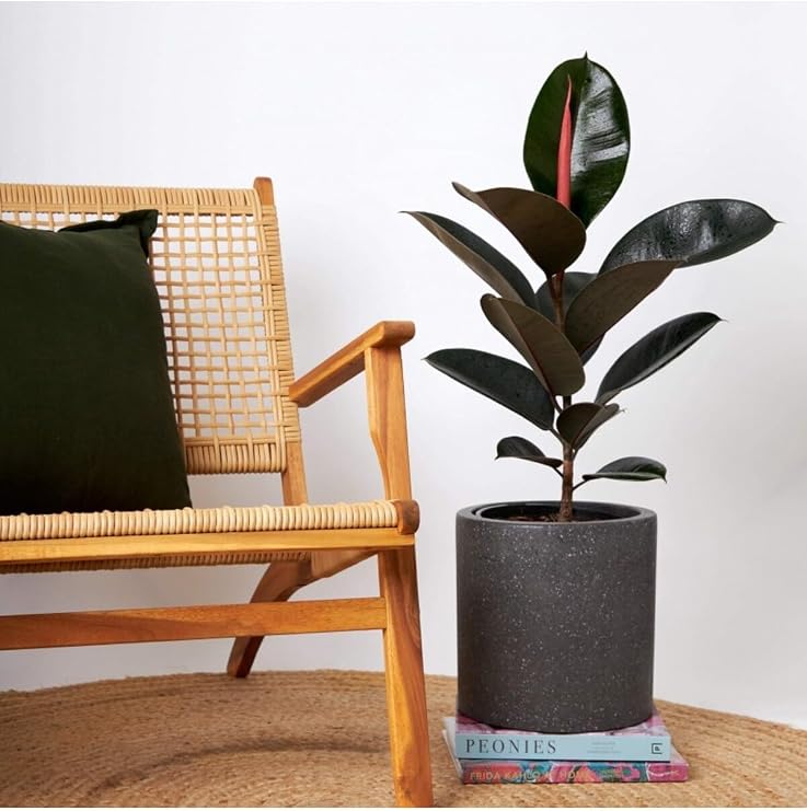 Tek Gövdeli Siyah Kauçuk Bitkisi Ficus Elastica, 60-70 cm
