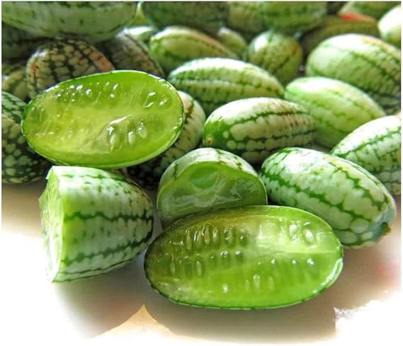 PREMIER SEEDS DIRECT - CUCAMELON - 65 Finest Seeds