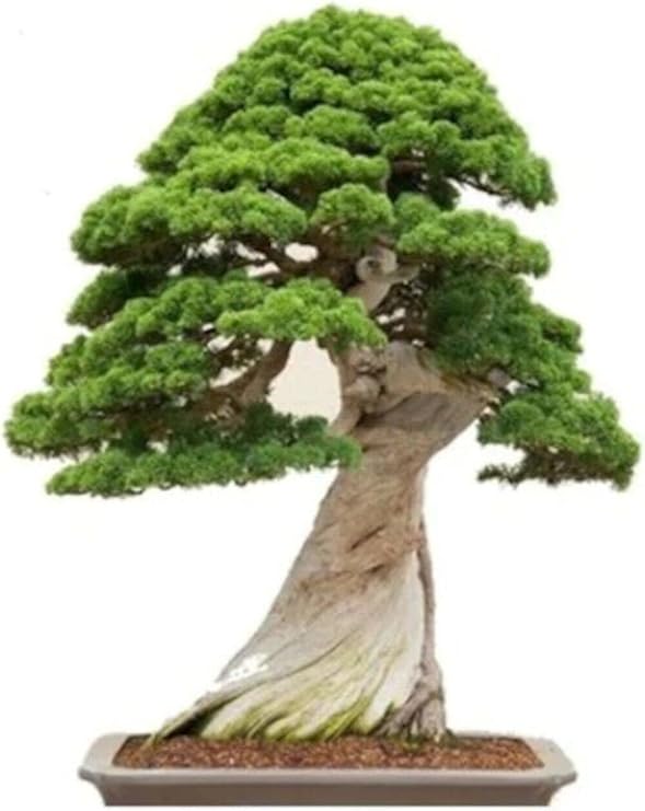 Dashing Look Okaliptüs Bonzai Ağacı Tohumu 5 Adet Bonsai Ağacı Tohumu TH-8777963100144