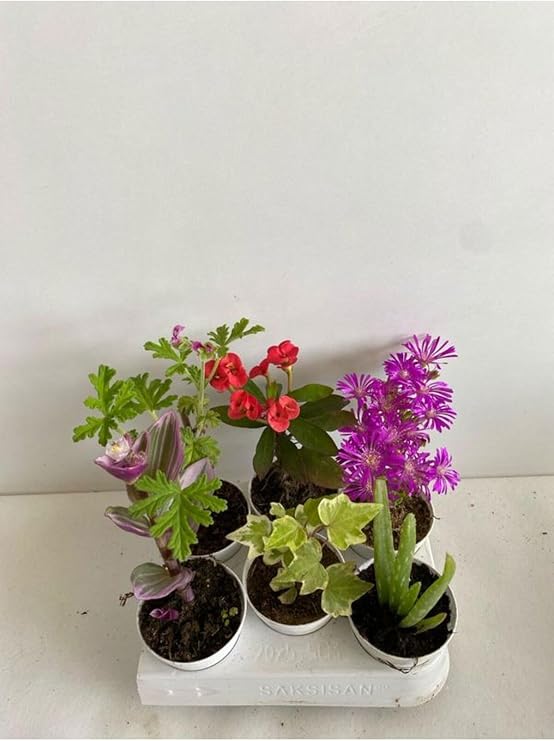 6'lı Mini Bitki Seti, Telgraf, Itır, Hedera, Kırmızı Milli Dikenler Tacı, Aloe Vera, Mezem