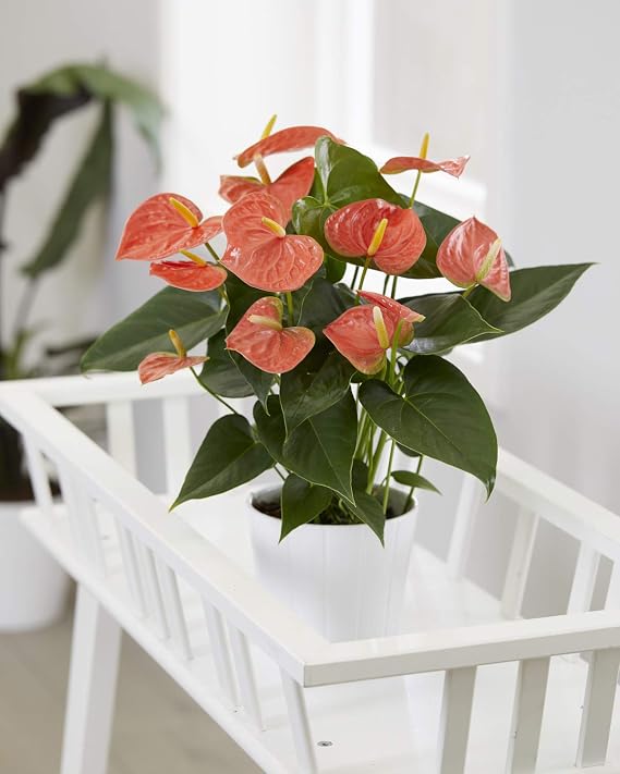Orange Anthurium Laceleaf Flowering Indoor Ornamental House Plant | 13cm Pot