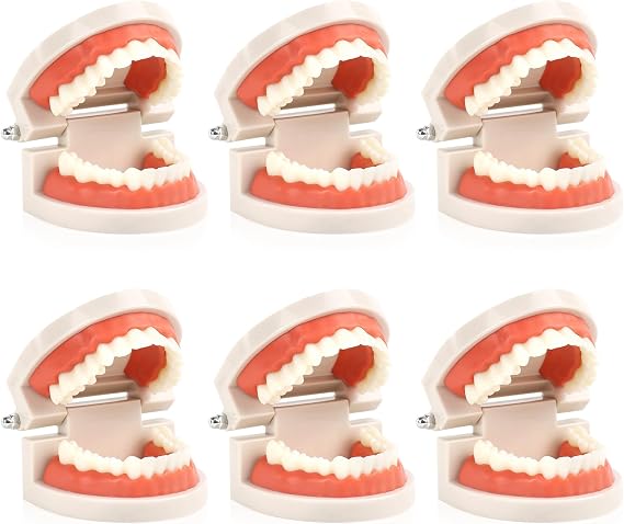6 Pack Dental Teeth Models, Dental Demonstration Models for Demonstration