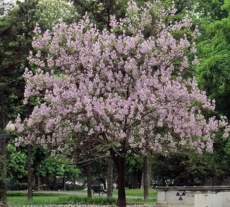 10pcs Paulownia Tree Seeds