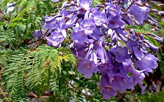1 Pack of 40 SEEEDS Jacaranda MIMOSIFOLIA - Blue Bonsai Tree
