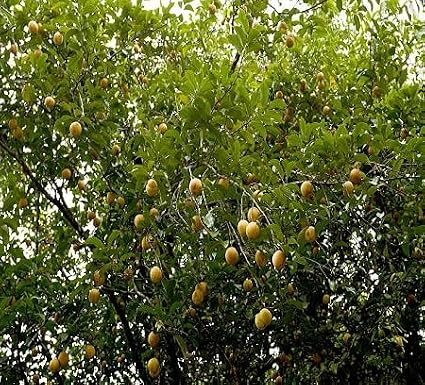 20pcs Nutmeg Tree Seeds