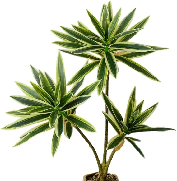 XZJMY Artificial Dracaena Plant,Fake Plants,60 cm Tall Tropical Dracaena Tree,Artificial Plants for Home,Office,Living,Room Decor (White and Green)