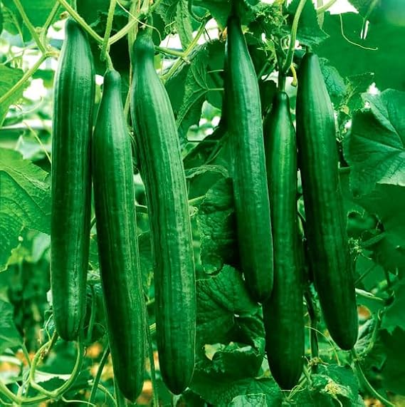 20 Telegraph Improved Cucumber Seeds – Cucumis sativus – Long Smooth Dark Green Fruits up to 40 cm – Crisp & Thin Skinned – Free Plant Tag