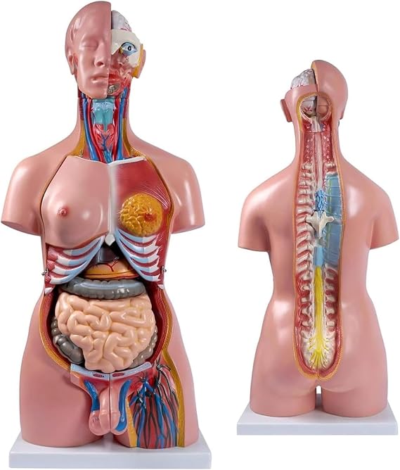 Human Anatomy Torso Model, Torso And Skeleton Models,85cm Human Body Model Anatomy Torso,Life Size Unisex Doll Medical Torso 23 Removable Parts Education Organs Model For Science Learning Study