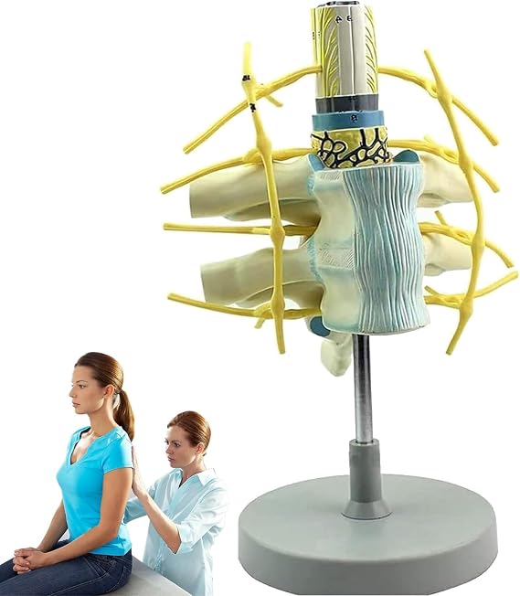 Cervical Vertebrae Model, Human-Scale Spine Anatomy Replica for Teaching and Research, Medical Display Tool for Classroom Learning